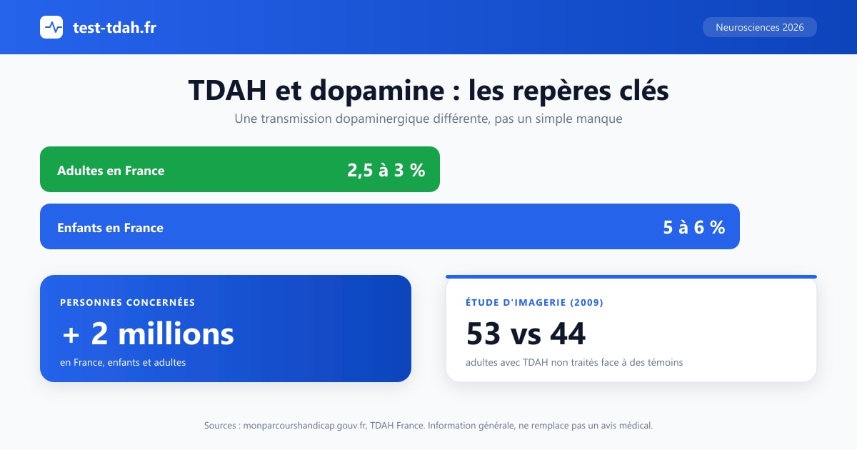 Infographie TDAH et dopamine : 2,5 à 3 % des adultes et 5 à 6 % des enfants concernés en France, plus de 2 millions de personnes, étude d'imagerie de 2009 sur 53 adultes avec TDAH et 44 témoins